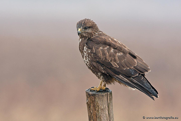 Roofvogels en Uilen, Bart Fotografie-206