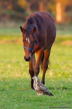 Roofvogels en Uilen, Bart Fotografie-208