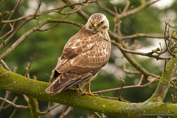 Roofvogels en Uilen, Bart Fotografie-207