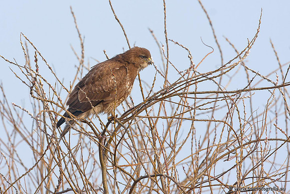 Roofvogels en Uilen, Bart Fotografie-210