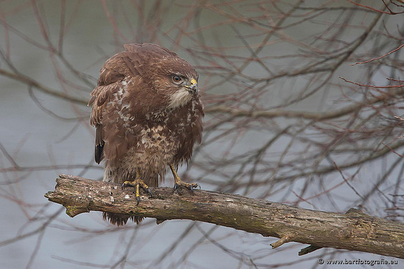 Roofvogels en Uilen, Bart Fotografie-211