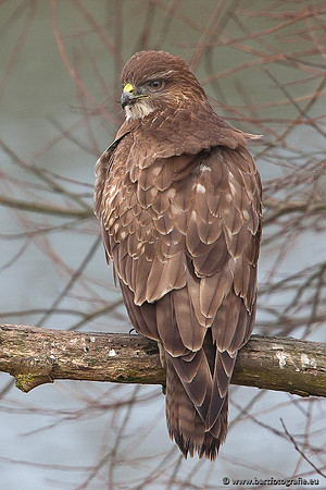 Roofvogels en Uilen, Bart Fotografie-212