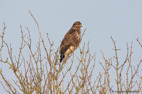 Roofvogels en Uilen, Bart Fotografie-209