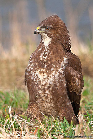Roofvogels en Uilen, Bart Fotografie-213