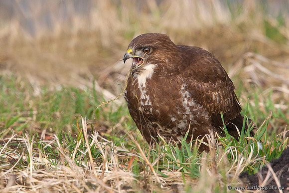 Roofvogels en Uilen, Bart Fotografie-214