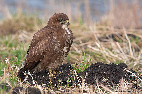 Roofvogels en Uilen, Bart Fotografie-215
