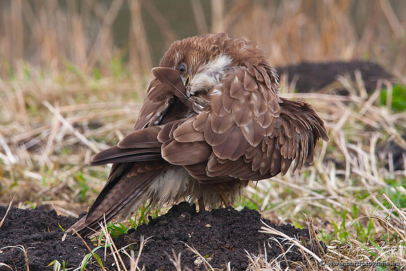 Roofvogels en Uilen, Bart Fotografie-216