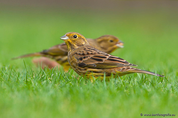 Veld- en Heidevogels, Bart Fotografie-002