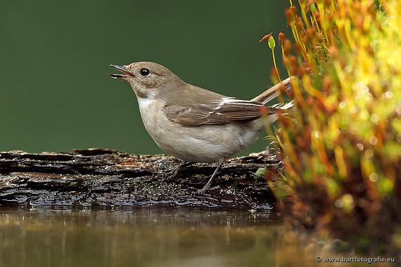 Vliegenvangers, Bart Fotografie-017
