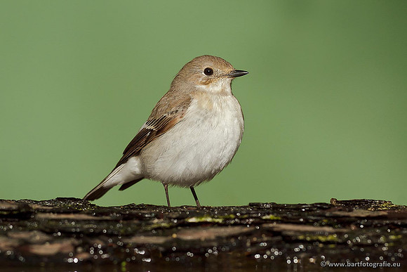 Vliegenvangers, Bart Fotografie-041