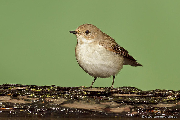 Vliegenvangers, Bart Fotografie-042