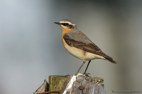 Vliegenvangers, Bart Fotografie-058