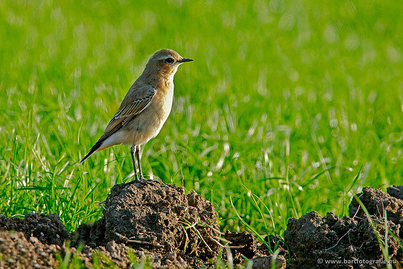 Vliegenvangers, Bart Fotografie-060