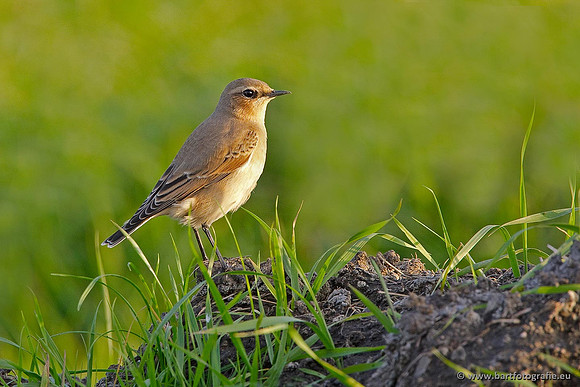 Vliegenvangers, Bart Fotografie-066