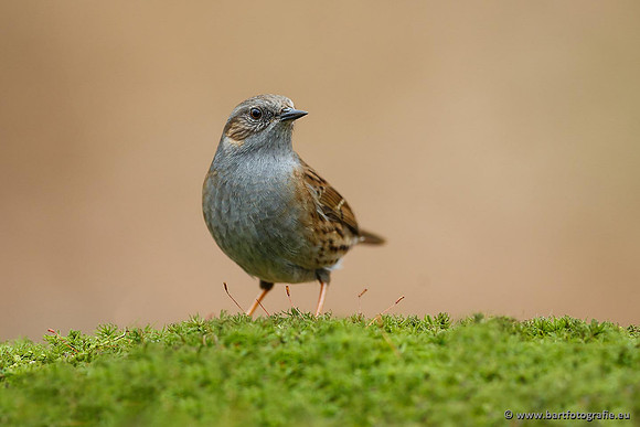 Zangers, Bart Fotografie-026
