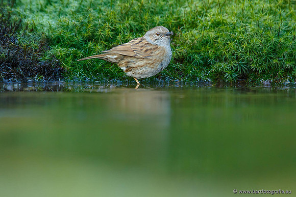 Zangers, Bart Fotografie-027