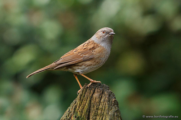 Zangers, Bart Fotografie-028