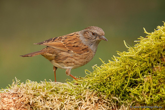 Zangers, Bart Fotografie-030