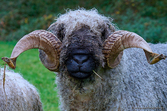 Cultuurdieren, Bart Fotografie-006