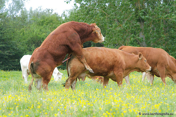 Cultuurdieren, Bart Fotografie-009