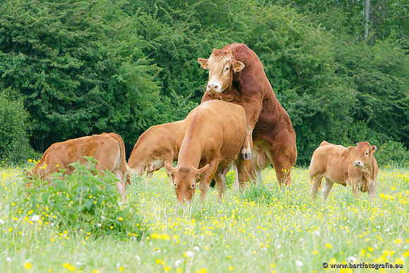 Cultuurdieren, Bart Fotografie-010