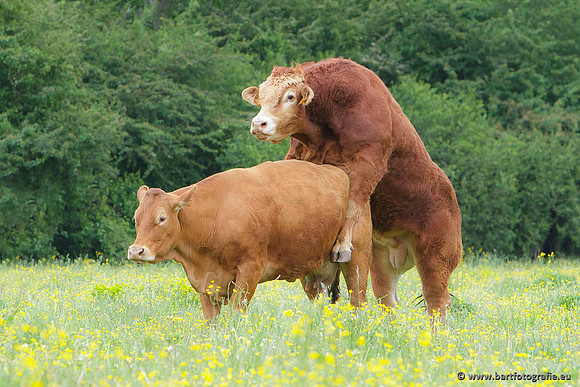 Cultuurdieren, Bart Fotografie-011