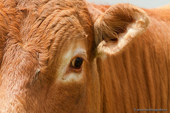Cultuurdieren, Bart Fotografie-013