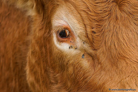 Cultuurdieren, Bart Fotografie-014