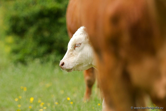 Cultuurdieren, Bart Fotografie-015