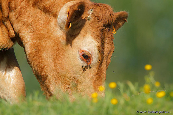 Cultuurdieren, Bart Fotografie-019