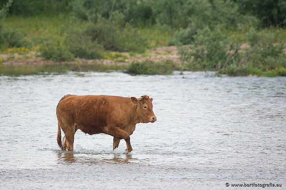 Cultuurdieren, Bart Fotografie-023