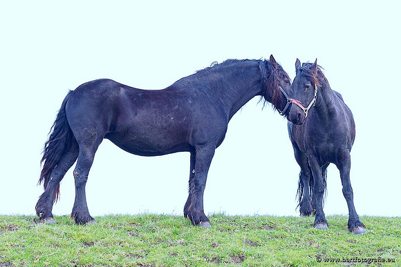 Cultuurdieren, Bart Fotografie-043