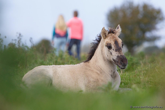 Cultuurdieren, Bart Fotografie-047
