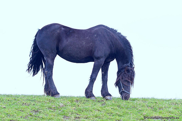 Cultuurdieren, Bart Fotografie-046