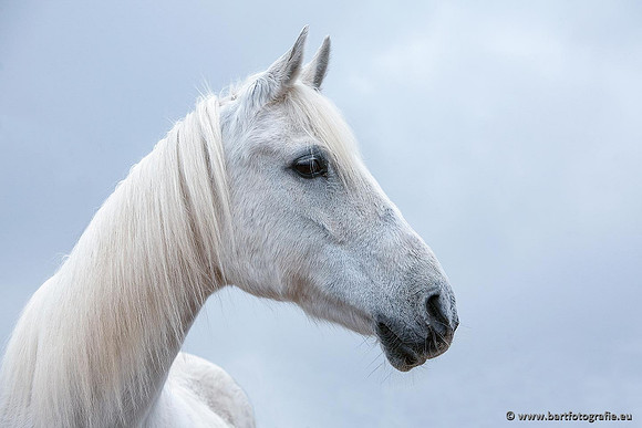 Cultuurdieren, Bart Fotografie-048