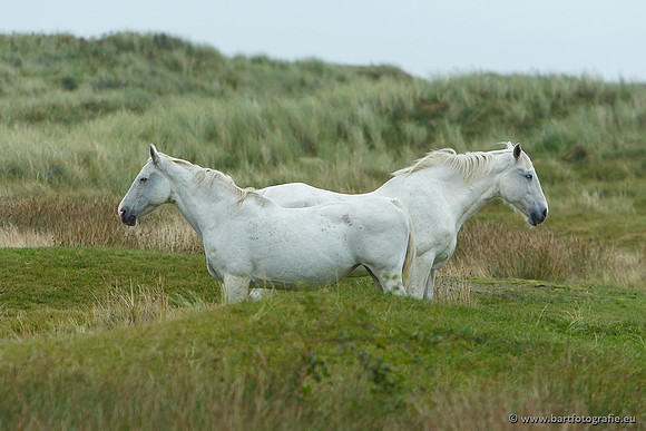 Cultuurdieren, Bart Fotografie-050