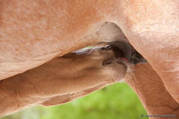 Cultuurdieren, Bart Fotografie-052