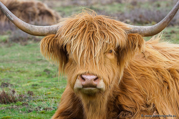 Cultuurdieren, Bart Fotografie-055