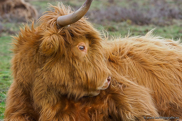 Cultuurdieren, Bart Fotografie-054