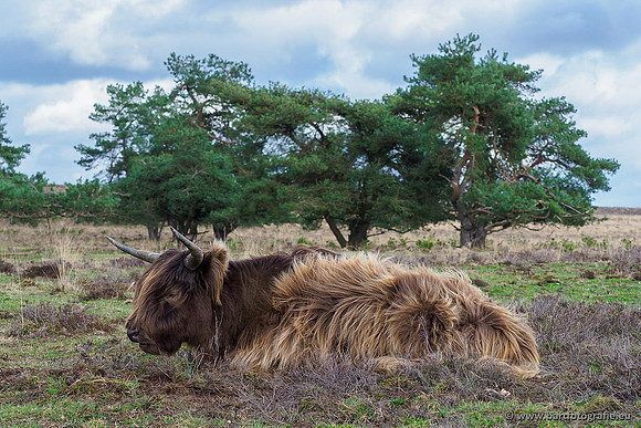 Cultuurdieren, Bart Fotografie-056
