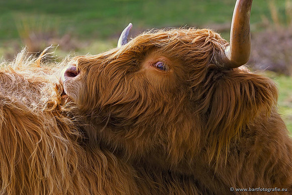 Cultuurdieren, Bart Fotografie-057