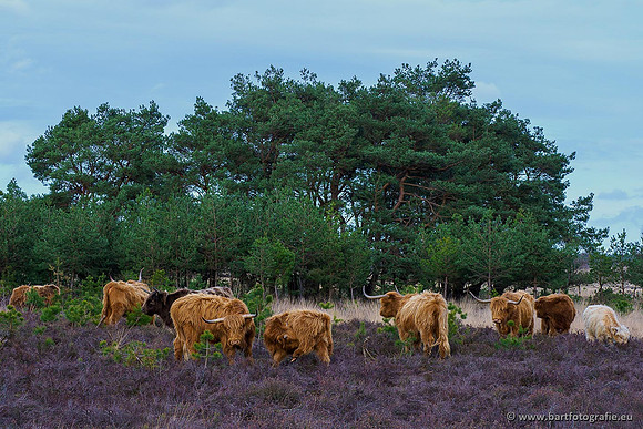 Cultuurdieren, Bart Fotografie-058