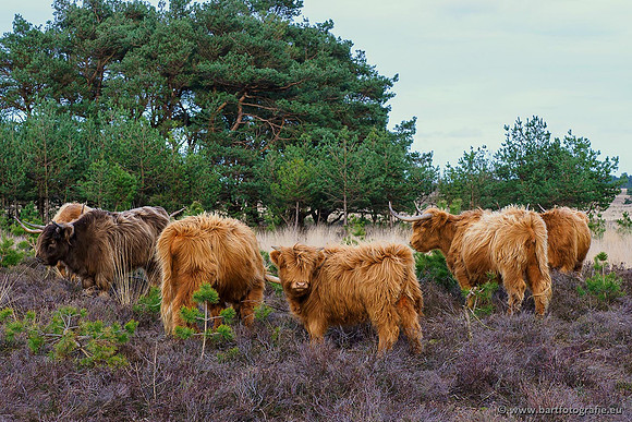 Cultuurdieren, Bart Fotografie-061