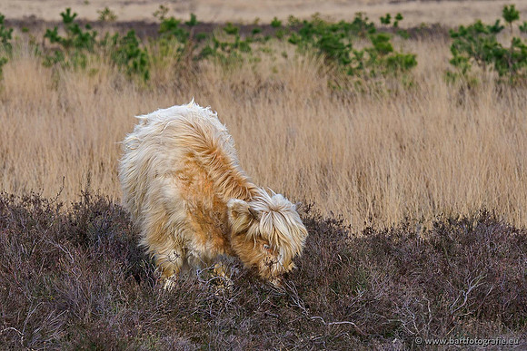 Cultuurdieren, Bart Fotografie-063