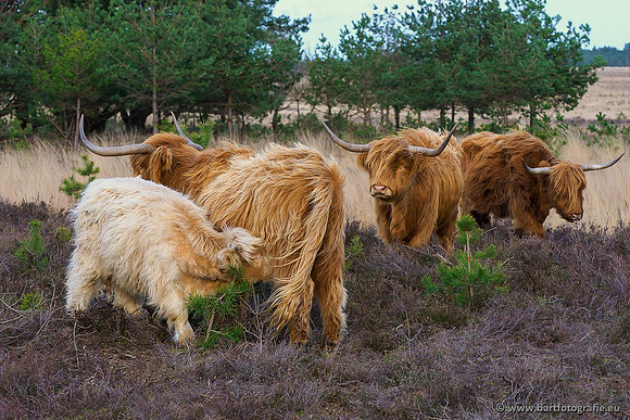 Cultuurdieren, Bart Fotografie-064