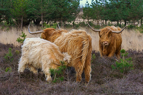 Cultuurdieren, Bart Fotografie-065