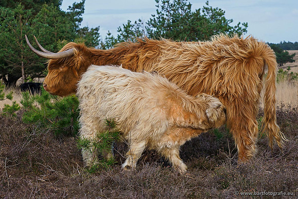 Cultuurdieren, Bart Fotografie-071