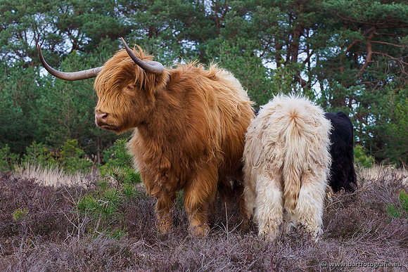 Cultuurdieren, Bart Fotografie-078