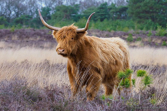 Cultuurdieren, Bart Fotografie-081