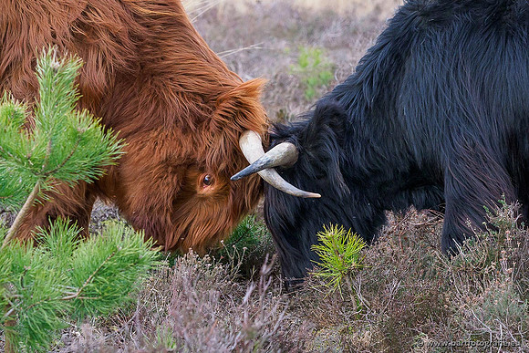 Cultuurdieren, Bart Fotografie-083